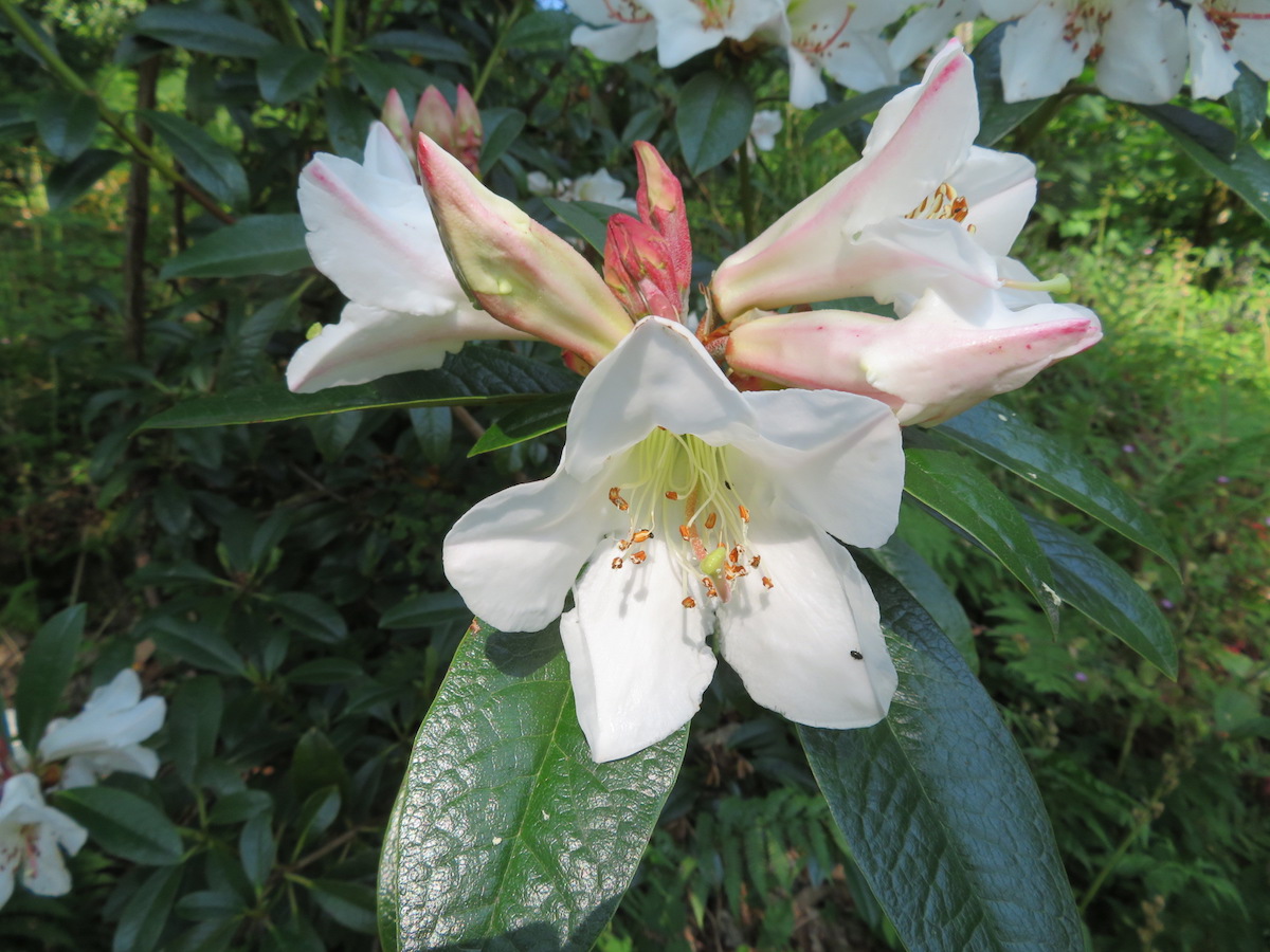 maddenii ssp crassum